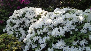 ツツジの時期に