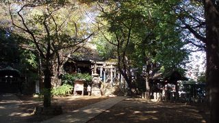 大きな鳥居と広い境内、大きな銀杏の木が歴史を感じさせます。