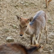 小鹿神社の西側にあります