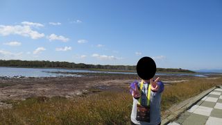 荒れた草花たち