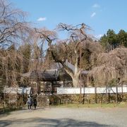 エドヒガンザクラをご覧あれ！　清雲寺のしだれ桜
