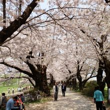 満開の桜大路を行く。