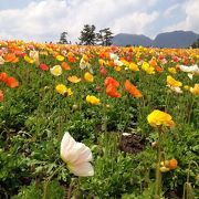 お花畑の楽園