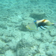 ムラサメモンガラ☆