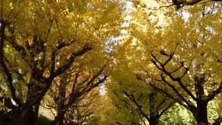 都内屈指のイチョウ並木