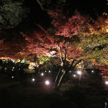 闇に浮かび上がる紅葉