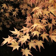 浮かび上がる紅葉