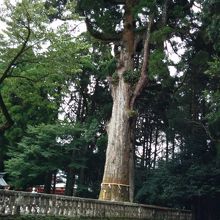 社殿脇の木