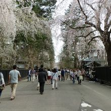 武家屋敷通りのしだれ桜です。