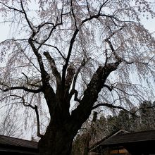 大木のしだれ桜は満開でした。