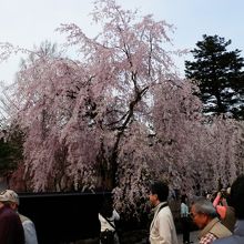 現在、しだれ桜は４５０本あるそうだ。内１６２本が国天然記念物
