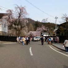 武家屋敷通りのしだれ桜です。