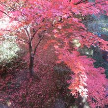 ピンク色に輝くもみじ。