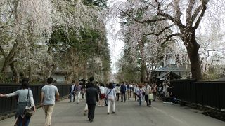 春爛漫、小京都角館、武家屋敷通りのしだれ桜。