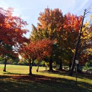 紅葉も美し　春日公園＆基地ハウスカフェ「アニパニ」