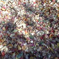 旧芝離宮恩賜庭園：落ち葉が綺麗でした