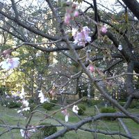 旧芝離宮恩賜庭園：ジュウガツザクラ