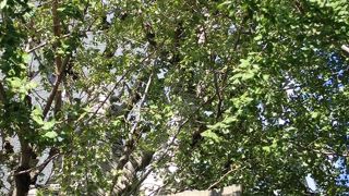 大銀杏はまだ黄葉していなかった