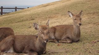 若草山山頂の鹿