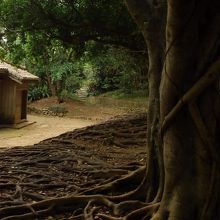 番屋とガジュマルの根。