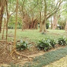 ガジュマルの気根と石畳の遊歩道。沖縄ならではの庭園