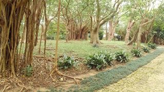 庭好き、植物好きにはオススメ（識名園）