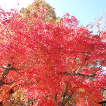 美しい紅葉