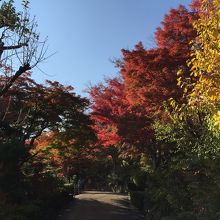 紅葉のトンネルを抜けると…
