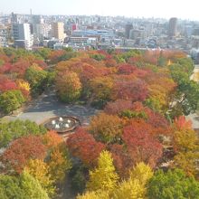 ９階から隣の吹上公園の紅葉