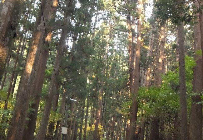 弥彦神社の脇の道です。