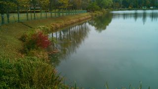 大きな鴨が見られるカモ？