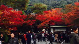 京都で紅葉ならここ！