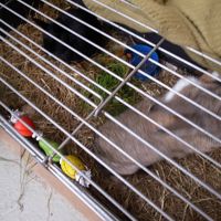 部屋は洗濯物が干してあったので共用部分にいたウサギを…