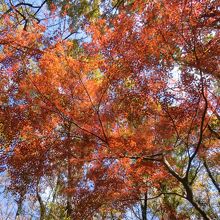 山頂はきれいな紅葉でいっぱいです。