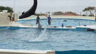 イルカショー