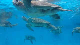水族館だけじゃない