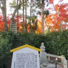 色のコントラストが素晴らしい。