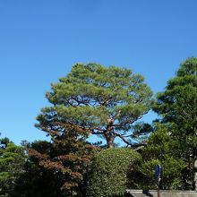武家屋敷らしく大木の松が多い