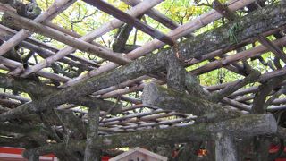 砂にすれるほど花房が延びる