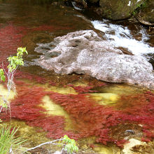 真っ赤な藻が生えています。