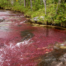 川一面、真っ赤な藻で覆われています。