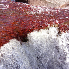 赤い藻の滝