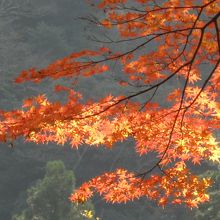 紅葉の輝き