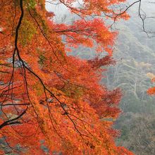 風に揺れる秋色