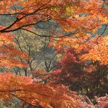 光と風のなす秋の風景