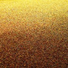 紅葉と黄葉のグラデーション