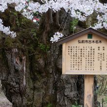 日本最大幹周りのソメイヨシノ―環境省