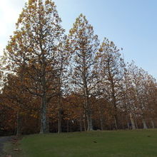 プラタナス並木