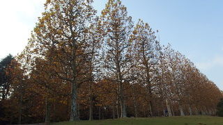 秋色　と　冬桜