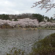 「高松の池」のほとりに咲く桜の花。